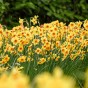 Daffodil (Narcissus) Small Cupped Kedron 5 Bulbs Ready for Planting Now in UK Autumn Outdoor Gardens