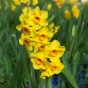 Daffodil (Narcissus) Small Cupped Kedron 5 Bulbs Ready for Planting Now in UK Autumn Outdoor Gardens
