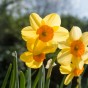 Daffodil (Narcissus) Small Cupped Kedron 5 Bulbs Ready for Planting Now in UK Autumn Outdoor Gardens
