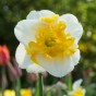 Daffodil (Narcissus) Orchid/Split Love Call 5 Bulbs Ready for Planting Now in UK Autumn Outdoor Gardens