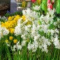 Daffodil Paperwhite Prepared For Indoors 5 Bulbs Ready for Planting Now in UK Autumn Indoor Gardens