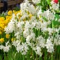 Daffodil Paperwhite Prepared For Indoors 5 Bulbs Ready for Planting Now in UK Autumn Indoor Gardens