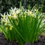 Daffodil (Narcissus) Botanical Snipe 8 Bulbs Ready for Planting Now in UK Autumn Outdoor Gardens