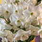 Daffodil (Narcissus) Large Cupped Stainless 5 Bulbs Ready for Planting Now in UK Autumn Outdoor Gardens