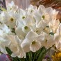 Daffodil (Narcissus) Large Cupped Stainless 5 Bulbs Ready for Planting Now in UK Autumn Outdoor Gardens