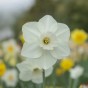 Daffodil (Narcissus) Large Cupped Stainless 5 Bulbs Ready for Planting Now in UK Autumn Outdoor Gardens