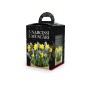 Narcissus Tete a Tete & Muscari (10 bulbs) - Gift Box by Jamieson Brothers® 