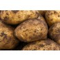 Nectar Seed Potatoes