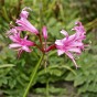 Nerine Bowdenii (Nerine Bowdenii) 3x Spring Planting Flower Bulbs
