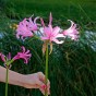 Nerine Bowdenii (Nerine Bowdenii) 3x Spring Planting Flower Bulbs