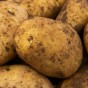 Nicola Seed Potatoes - 20KG