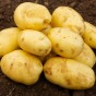 Nicola Seed Potatoes - 20KG
