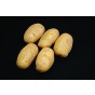 Nicola Seed Potatoes 