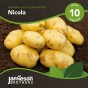 Jamieson Brothers® Nicola - 10 tuber pack