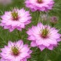 Nigella Love-in-a-Mist Mulberry Rose – 1.5g Delicate Cottage Garden Flower Seeds