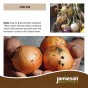 Jamieson Brothers® Radar Winter Onion sets - 45pcs Bulb Size 14/21