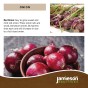 Jamieson Brothers® Red Winter Onion Sets - 75pcs  Bulb Size 14/21