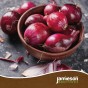Jamieson Brothers® Winter Onion Sets Mixed - 150 sets 