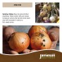 Jamieson Brothers® Senshyu Winter Onion sets - 40pcs Bulb size 14/21