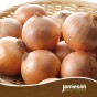 Mixed Winter Onion Sets 3x250gm (Radar, Senshyu and Red Winter) by Jamieson Brothers -  Bulb Size 14/21