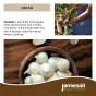 Jamieson Brothers® Snowball Winter Onion Sets - 75pcs Bulb Size 14/21
