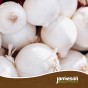 Jamieson Brothers® Snowball Winter Onion sets - 40pcs Bulb Size 14/21