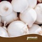 Jamieson Brothers® Winter Onion Sets Mixed - 150 sets 