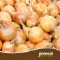 Jamieson Brothers® Tornado Winter Onion sets - 45pcs Bulb Size 14/21