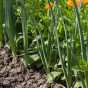 Onion Sturon (Allium Cepa) 250g Spring Planting Onion Bulbs| Vegetable Bulb for Planting Now UK | Plant Garden Outdoor | Jamieson Brothers
