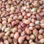 Onion Birnformige (Allium Cepa) 250g Spring Planting Onion Bulbs| Vegetable Bulb for Planting Now UK | Plant Garden Outdoor | Jamieson Brothers