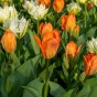 Orange Lasagne Mix: Daffodil Barret Browning, Hyacinthus Gipsy Queen, Tulip Orange Dream, 11 Bulbs Ready for Planting Now in UK Autumn Outdoor Gardens