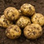 Orla Seed Potatoes - 20KG