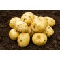 Orla Seed Potatoes