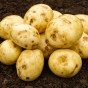 Orla Seed Potatoes - 20KG