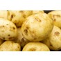 Orla Seed Potatoes