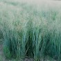 Panicum Virgatum Prairie Sky (Panicum Virgatum) 1x Spring Planting - Plant/Ornamental Grass