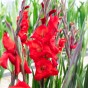 Patio City Garden Pot Gladiolus (Gladiolus Hortulanus) 15x Spring Planting Flower Bulbs