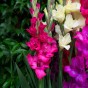Patio City Garden Pot Gladiolus (Gladiolus Hortulanus) 15x Spring Planting Flower Bulbs