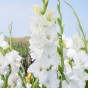 Patio City Garden Pot Gladiolus (Gladiolus Hortulanus) 15x Spring Planting Flower Bulbs