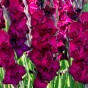 Patio City Garden Pot Gladiolus (Gladiolus Hortulanus) 15x Spring Planting Flower Bulbs