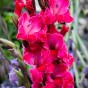 Patio City Garden Pot Gladiolus (Gladiolus Hortulanus) 15x Spring Planting Flower Bulbs