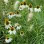Pennisetum Alopecuroides (Pennisetum Alopecuroides) 1x Spring Plant / Ornamental Grass