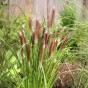 Pennisetum Alopecuroides Red Head (Pennisetum Alopecuroides) 1x Spring Plant / Ornamental Grass