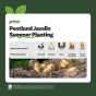 Pentland Javelin (2kg - Approx. 20-25 Tubers) Christmas Harvest Summer Planting Second Cropping Seed Potatoes, Grows Approx. 200 Potatoes, by Jamieson Brothers