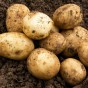Pentland Crown Seed Potatoes - 2KG