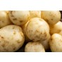 Premiere Seed Potatoes