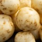 Pentland Crown Seed Potatoes - 20KG