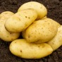 Pentland Dell Seed Potatoes - 2KG