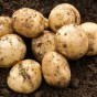 Pentland Javelin Seed Potatoes - 2KG