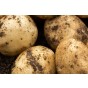 Pentland Javelin Seed Potatoes 